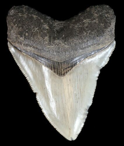Serrated, Fossil Megalodon Tooth - Georgia #45116